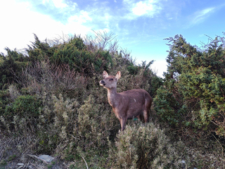奇萊山發現水鹿屍體 調查是否非法盜獵