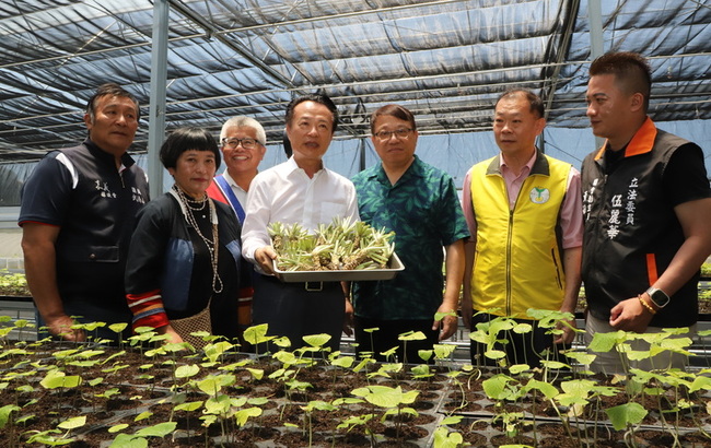 阿里山山葵「下山」有挑戰 育苗智能溫室啟用添助力 | 華視新聞