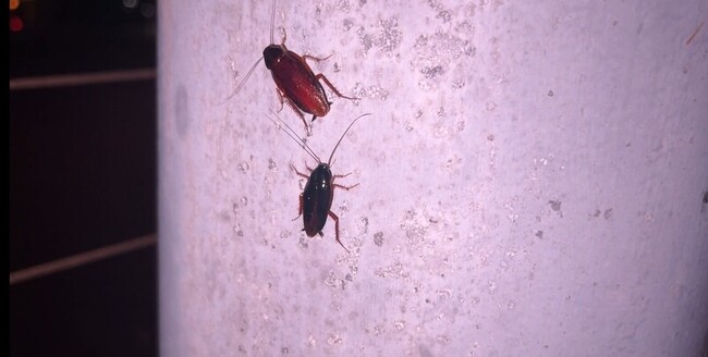 台東市冒蟑螂大軍 專家研判天氣高溫潮濕引發 | 華視新聞