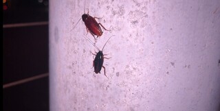 台東市冒蟑螂大軍 專家研判天氣高溫潮濕引發