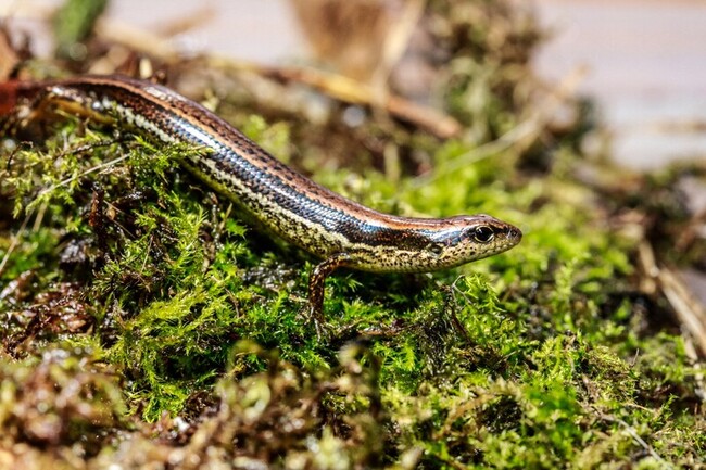 台師大命名特有種「呂賴氏蜓蜥」  表彰2學者貢獻 | 華視新聞