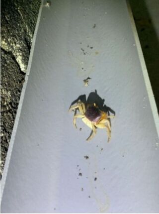 用水管涵洞引導設施減綠島陸蟹路殺 登國際期刊