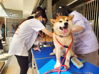 女子棄養16隻柴犬 竹縣動保所罰41.5萬元禁養犬貓