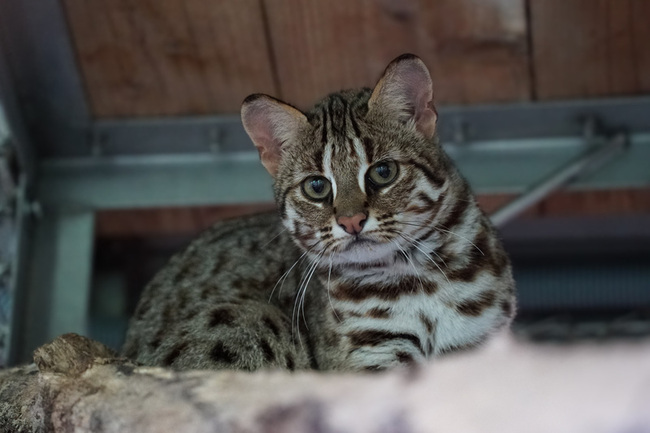延續石虎媽「春捲」 雙姝取名「捲心蛋、捲心糕」 | 華視新聞