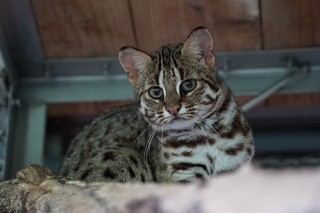 延續石虎媽「春捲」 雙姝取名「捲心蛋、捲心糕」