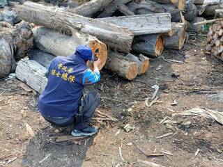 中部山老鼠集團7人落網 檢警扣逾6萬公斤贓木