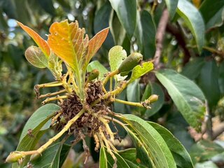 台東立委爭取酪梨寒害救助 中央每公頃補助8萬元