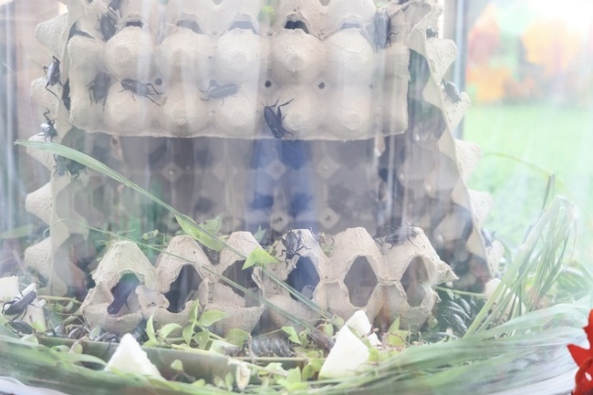 台南新化蟋蟀館整修重啟  轉型親子環教生態館 | 華視新聞