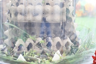 台南新化蟋蟀館整修重啟  轉型親子環教生態館