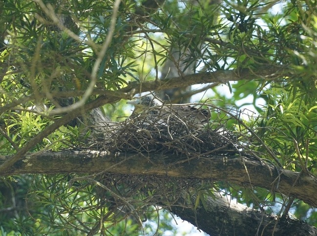 台南水道博物館眾鳥繁衍 黑冠麻鷺育雛季節限定景觀 | 華視新聞