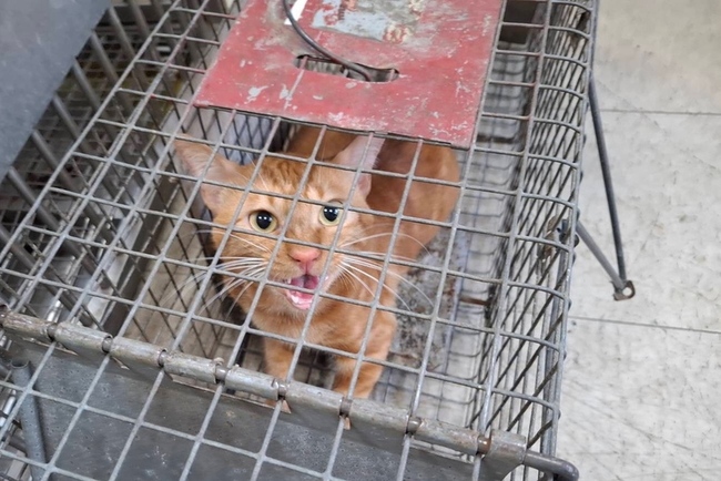 3幼貓桃園市社宅墜樓亡 住戶遭強制搬離動保處送辦 | 華視新聞