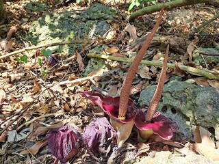 保護壽山台灣特有種魔芋 自管處啟動巡守計畫