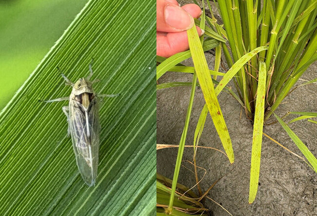 台東水稻飛蝨類害蟲上升  每叢逾5隻即應加強防治 | 華視新聞