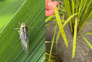 台東水稻飛蝨類害蟲上升  每叢逾5隻即應加強防治