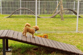 讓毛孩放電奔跑  高市梓官首座寵物活動區啟用