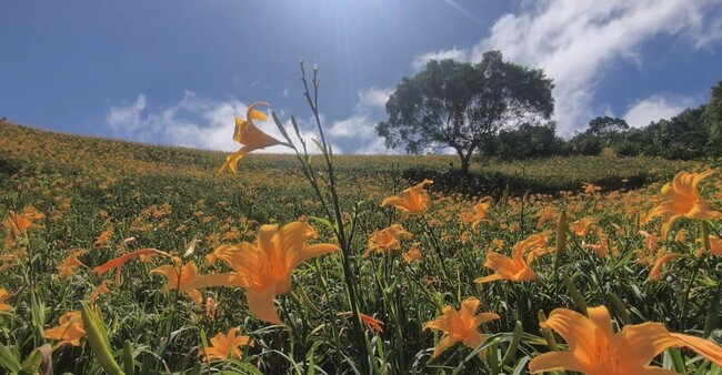 台東知本山區金針花搶先開 履歷認證好看又好吃 | 華視新聞