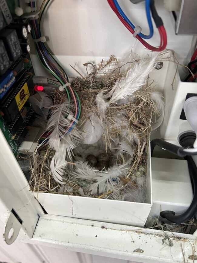 埤頭鄉充電樁投幣箱頻吐銅板 原來麻雀築巢護雛傑作 | 華視新聞