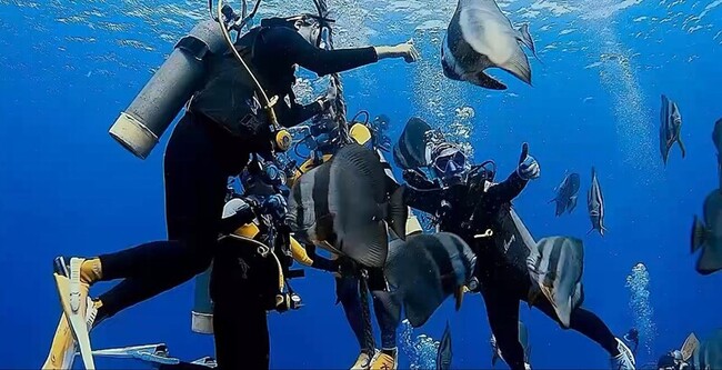 綠島燕魚剩10幾隻  議員籲縣府協助復育 | 華視新聞