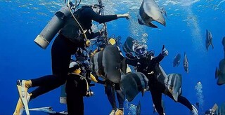 綠島燕魚剩10幾隻  議員籲縣府協助復育