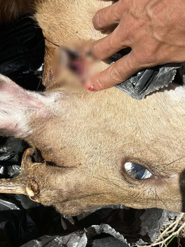 屏東滿州梅花鹿疑遭盜獵 墾管處：重點區加強巡查 | 華視新聞