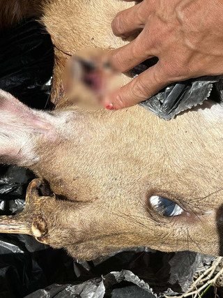 屏東滿州梅花鹿疑遭盜獵 墾管處：重點區加強巡查