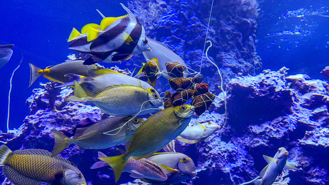 端午亮點 海生館限定餵食秀與鳳頭海鸚鵡見面會 | 華視新聞