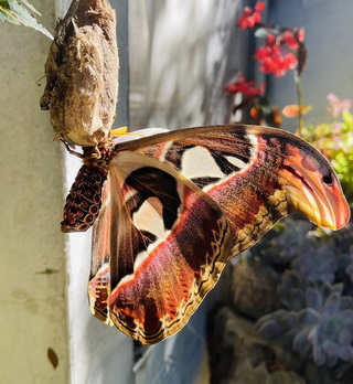 皇蛾現蹤阿里山樂野  美麗身影令人驚豔