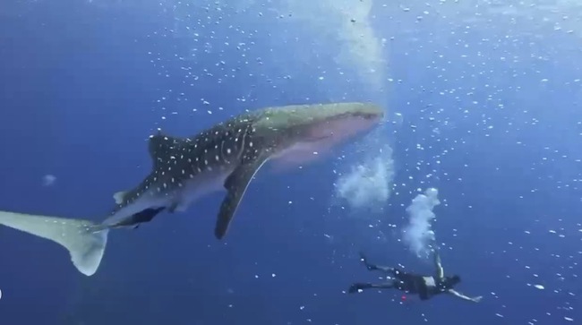 東部海域魚類繁殖季 潛客巧遇鯨鯊驚艷共游 | 華視新聞