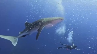 東部海域魚類繁殖季 潛客巧遇鯨鯊驚艷共游