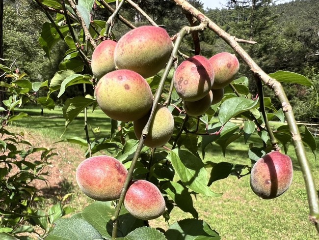武陵農場胭脂梅結果轉紅 外型常被誤認芒果 | 華視新聞