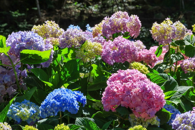 南投杉林溪10萬株繡球花開 6萬株百子蓮爭豔 | 華視新聞