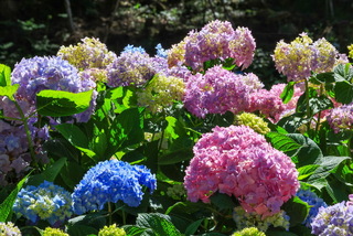 南投杉林溪10萬株繡球花開 6萬株百子蓮爭豔