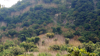 嘉義轎篙竹大片枯死 立委邀相關單位研議彌補農損