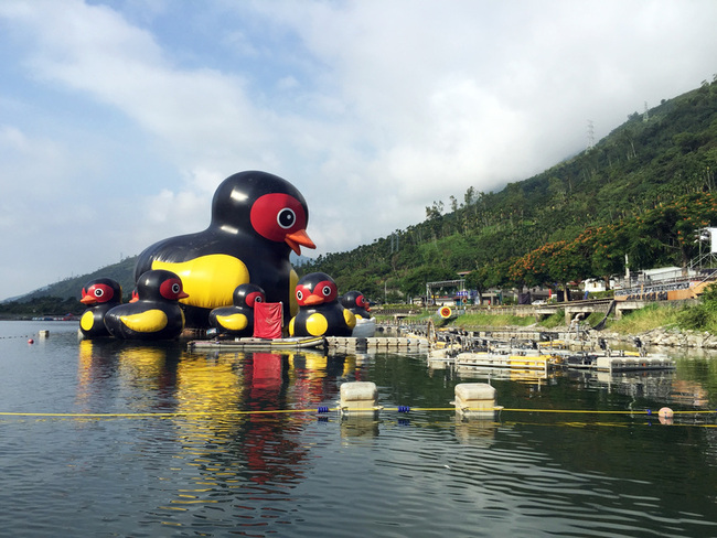 花蓮FUN暑假7/12登場  鯉魚潭紅面鴨退出水面 | 華視新聞