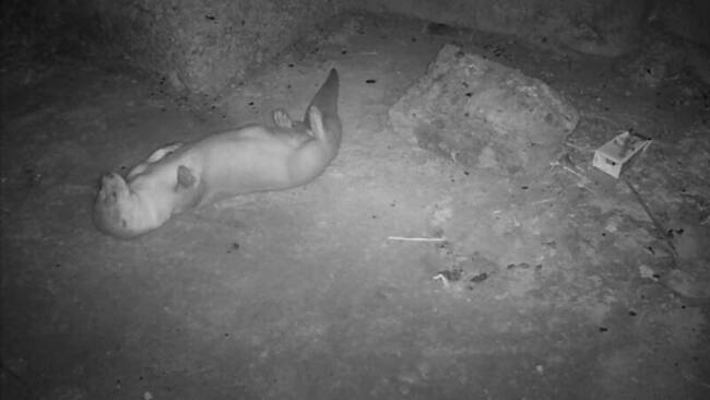 金門追蹤到11歲歐亞水獺 學者：顛覆活不過5歲想法 | 華視新聞