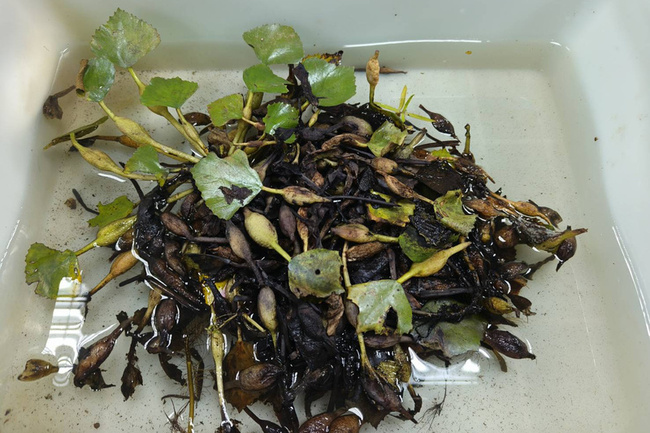 水雉繁殖季登場 台南通報獎勵金申請開跑 | 華視新聞