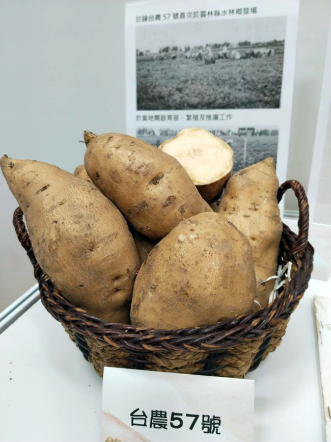 黃金地瓜台農57號超商熱賣 美國爸台灣媽育種成功 | 華視新聞