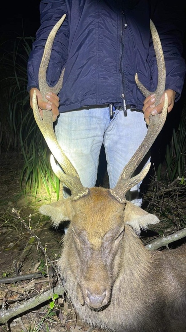 盜獵集團殺墾丁梅花鹿販售鹿茸等 屏檢起訴4人 | 華視新聞