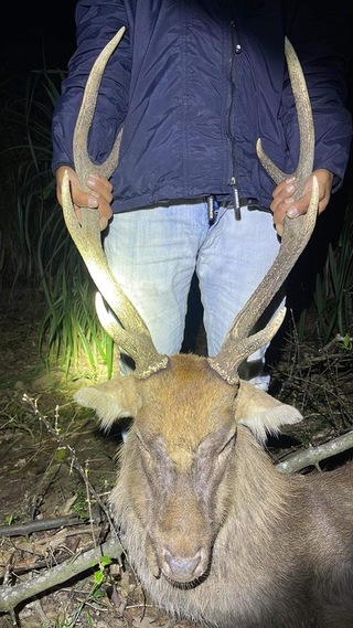 盜獵集團殺墾丁梅花鹿販售鹿茸等 屏檢起訴4人