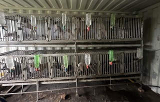 桃園非法繁殖場養26品種犬 最高可罰300萬