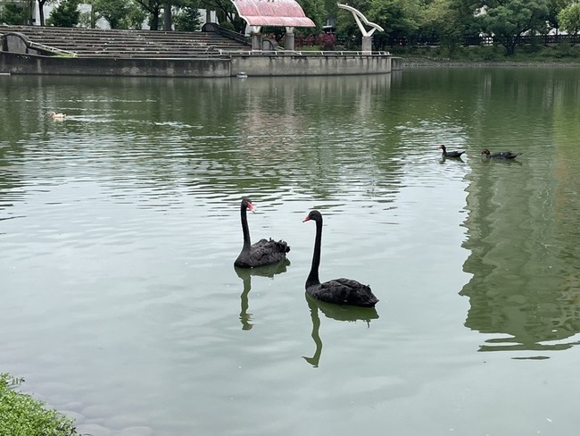 台中秋紅谷黑天鵝家族興旺  2隻贈台北大學迎新生 | 華視新聞