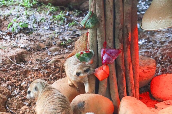 六福村打造水果冰粽  動物共迎端午 | 華視新聞