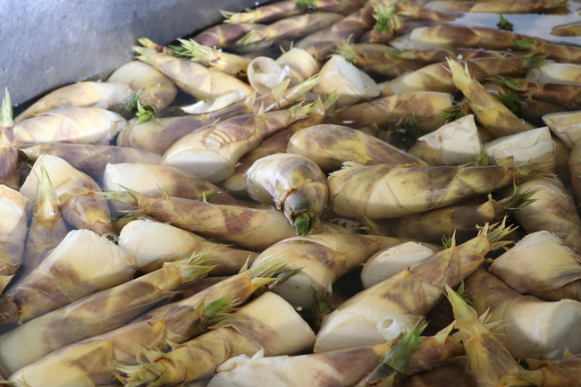 綠竹筍嚐鮮正當時  農糧署教挑「白彎矮肥」 | 華視新聞