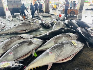 黑鮪大豐收6/5禁捕  標籤新制漁民籲以量制價