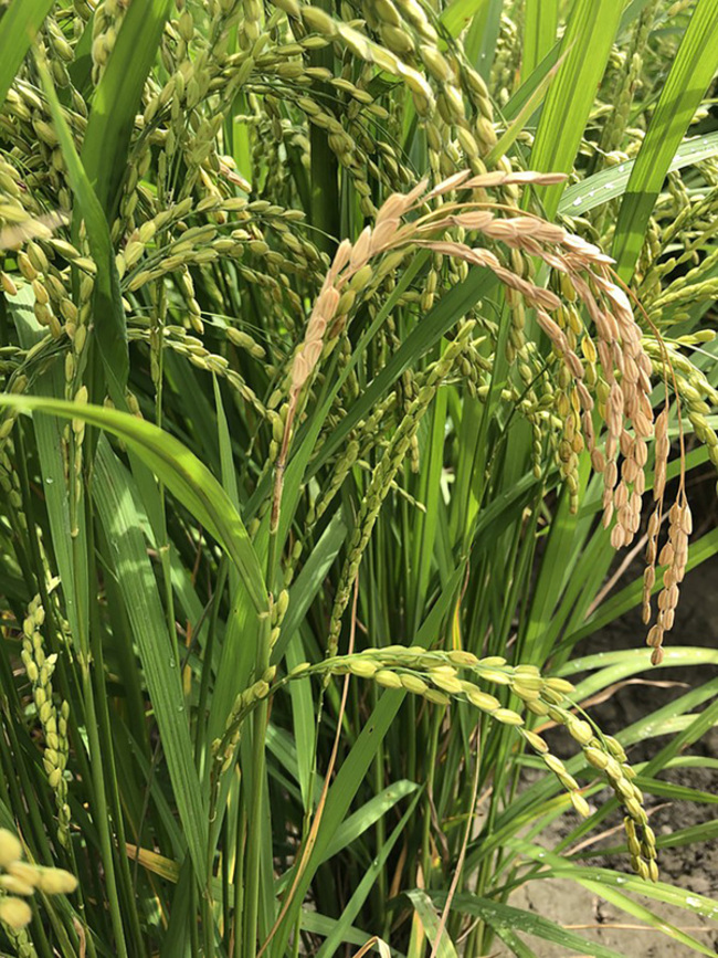 抽穗逢氣候不穩  台東穗稻熱病及白葉枯病現蹤 | 華視新聞