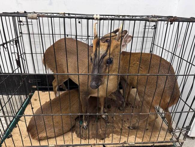 屏東滿州山區非法獵捕山羌  警逮3男送辦 | 華視新聞