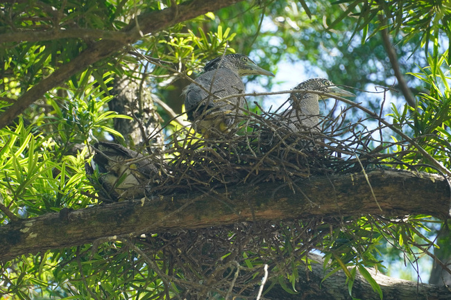台南水道博物館記錄黑冠麻鷺育雛 3幼鳥羽翼漸豐 | 華視新聞