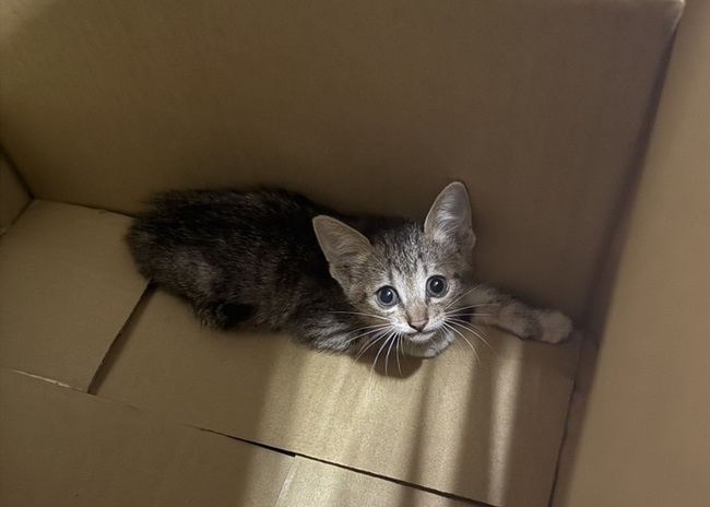 三重警用喵喵叫及零食  國道分隔島柔性誘捕幼貓 | 華視新聞