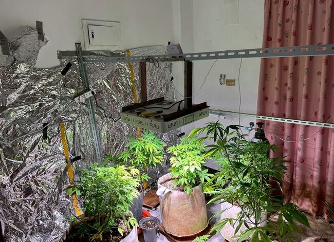 男私運大麻種子栽植遭警查扣101植株 嘉檢起訴 | 華視新聞