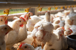 AI串聯養雞場與電宰場 雞隻合格率70%提升至88%